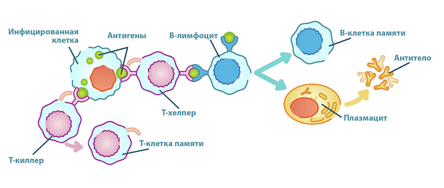 Организм выстраивает две линии защиты от инфекции: с помощью Т-клеток и В-клеток