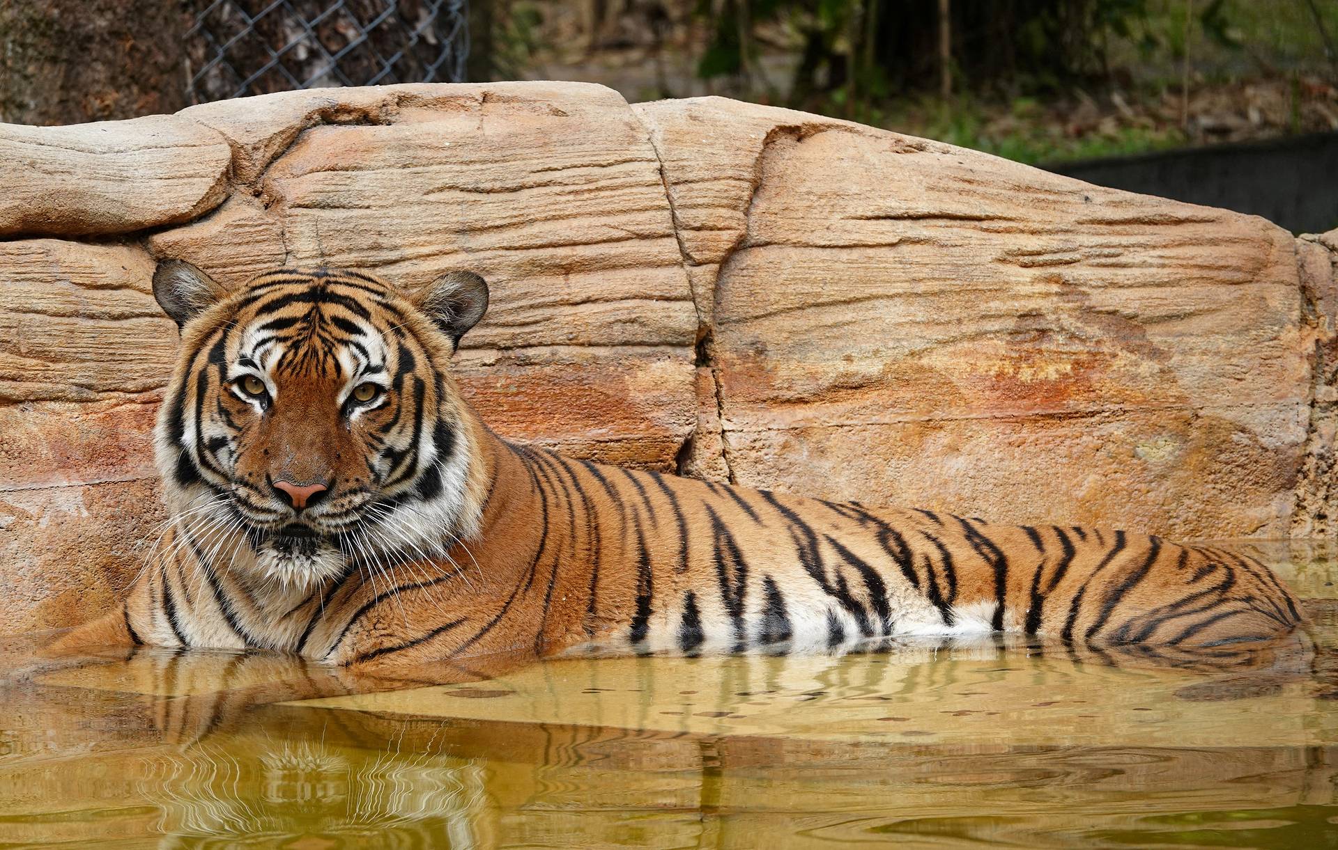 Во Флориде в зоопарке застрелили напавшего на человека тигра