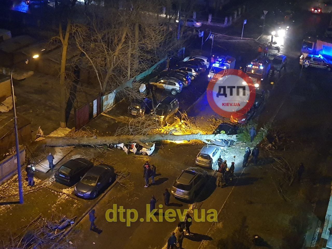 В Киеве огромное дерево раздавило мужчину и женщину в автомобиле