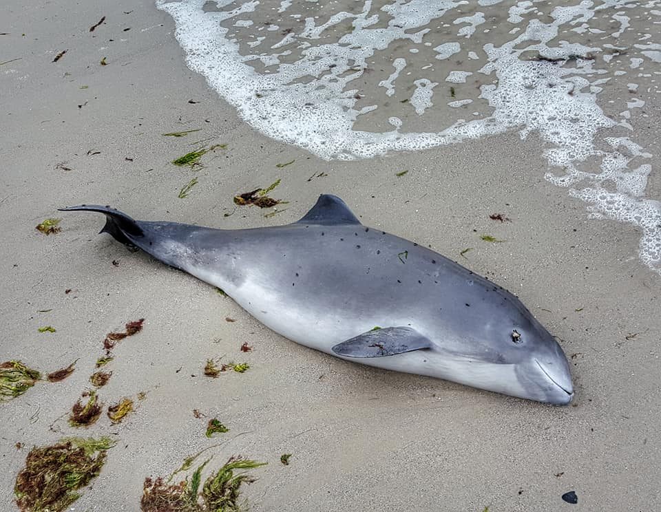 У Чорному морі зафіксована аномальна смертність дельфінів
