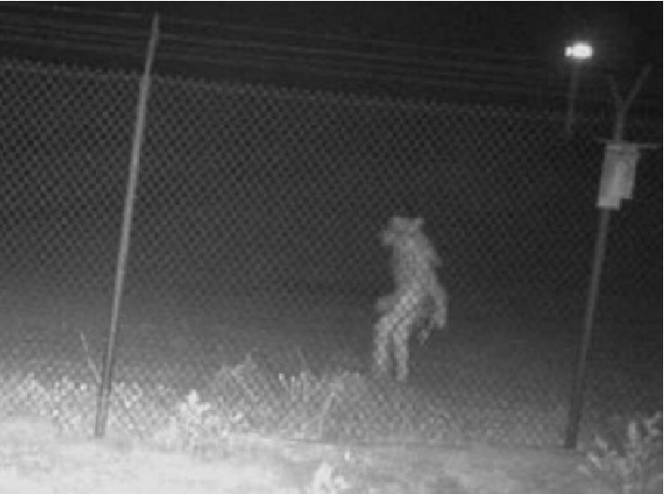 Камери спостереження техаського зоопарку зняли моторошну невідому істоту