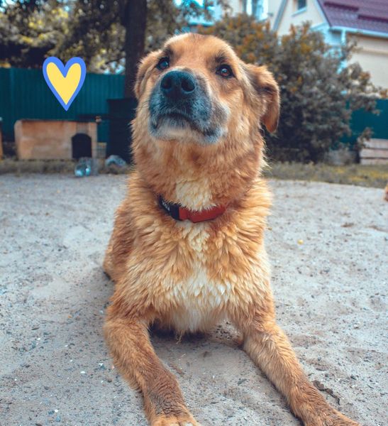 На Київщині знайшли побитого замінованого собаку в ямі зі сміттям