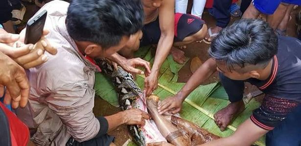 В Індонезії семиметровий пітон проковтнув жінку