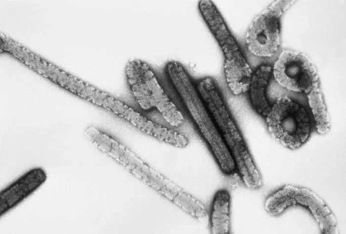 Вірус Марбург під електронним мікроскопом