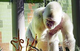 Белая горилла
