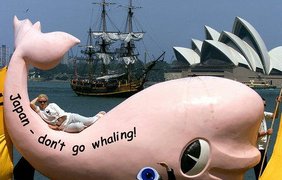 Не дадим китов в обиду!