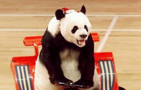 "Панда - зверь сурьёзный"