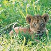 Пятеро львят-близнецов родились в ереванском зоопарке