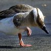 Война в Афганистане может нарушить миграцию птиц