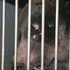 В Одесском цирке оперировали медведицу