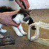 Кошку назначили послом