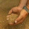 Около 15% биологического урожая зерновых потеряны