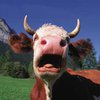 Монголия отказалась от китайских продуктов животноводства