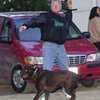 Собака Билла Клинтона Бадди погибла в автокатастрофе