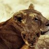 Львица взяла под свою защиту детенышей антилопы