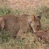 Львица усыновила детеныша антилопы
