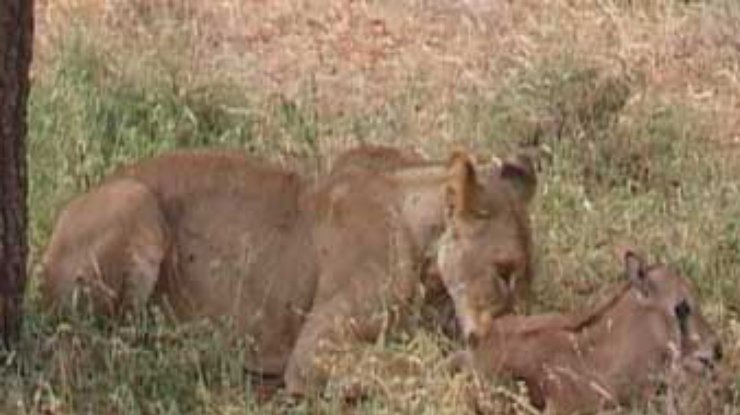 Львица усыновила детеныша антилопы