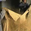 25 тонн опиумного мака обнаружены в Запорожье