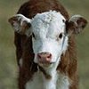 Клонированный в Китае теленок умер