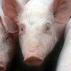 Ученые скрестили свинью со шпинатом