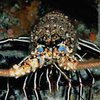 Особенности национальной кухни