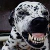 Быть хозяином бойцовой собаки во Франции - опасно