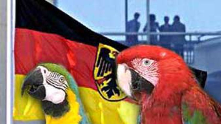 Германия: причиной ложного вызова полиции стал попугай