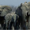 Обезумевшие слоны до смерти затоптали троих бангладешцев
