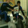 Открытие севастопольских ученых поможет сохранить дельфинов от вымирания