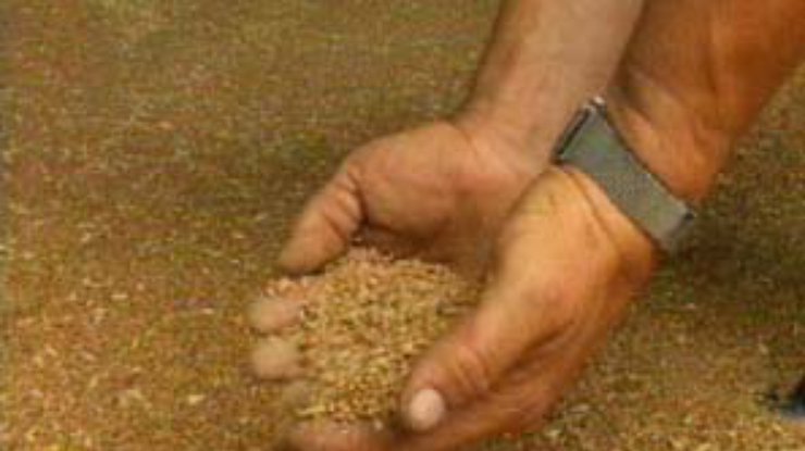 С 2003 года будут введены новые стандарты на зерно