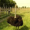 На Харьковщине появились на свет шесть австралийских страусят