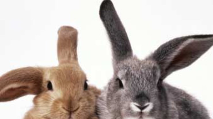 Кролики присоединились к полчищу клонов