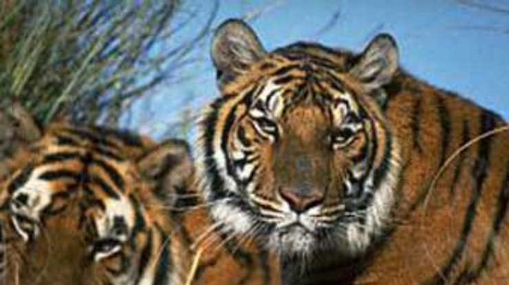 Тигры: они или их?