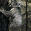 В Сиднее поселились дикие коалы