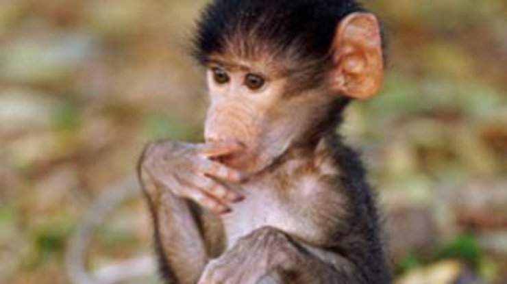 Почему люди умнее обезьян