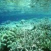 Открыты уникальные коралловые рифы