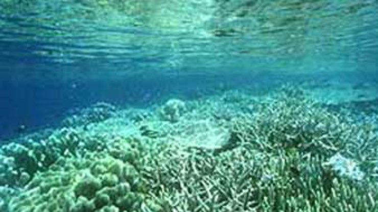 Открыты уникальные коралловые рифы