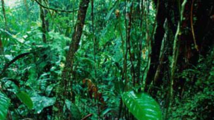 Индонезия просит "Гринпис" помочь спасти тропические леса страны