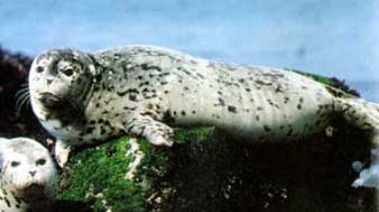 Тюлень спас утопающую собаку