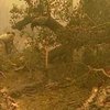 В Аризоне бушует сильнейший в истории штата пожар