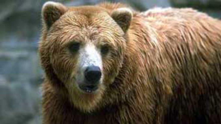 Медведи не должны помешать встрече Большой восьмерки