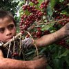 Кофе поможет в борьбе с сельскохозяйственными вредителями
