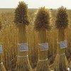 В Украине жатва остается "битвой за урожай"