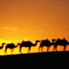 Для верблюдов и свинок запрещен въезд в Туркменистан