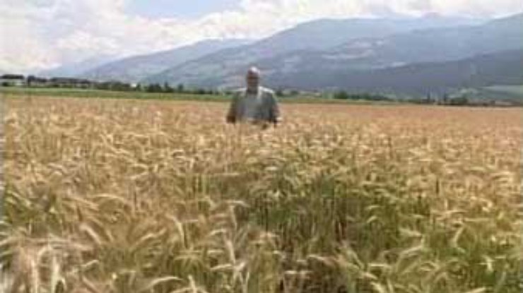 Узбекистан может стать экспортером зерна