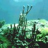 Морские водоросли способствуют борьбе с климатическими изменениями