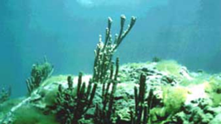 Морские водоросли способствуют борьбе с климатическими изменениями