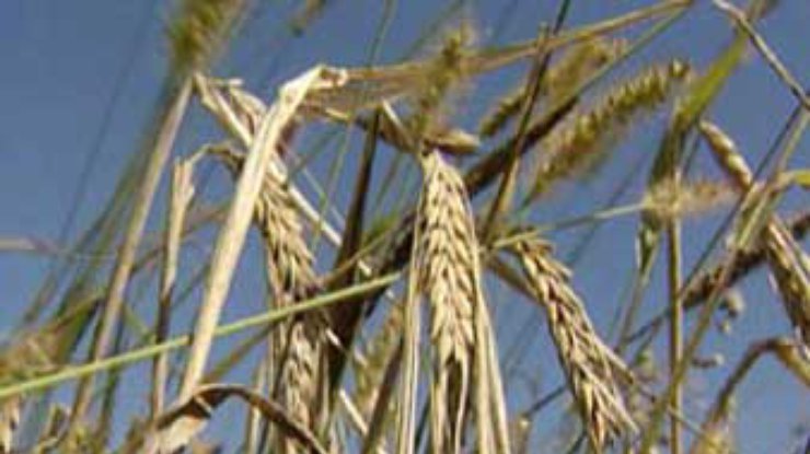 Урожай пшеницы в Украине в 2002 году уменьшится на 18%