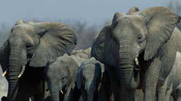 Разбушевавшиеся слоны нанесли ущерб в размере 8 тысяч евро