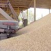 В Украине уже собрано 27 миллионов тонн зерна